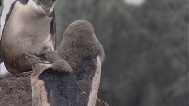 帽带企鹅(Pygoscelis antarctica)正在换羽的雏鸟用喙梳理，两只雏鸟激动地争吵视频素材