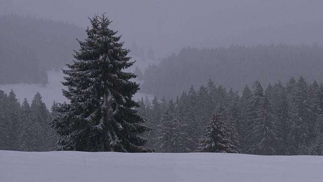 降雪视频素材