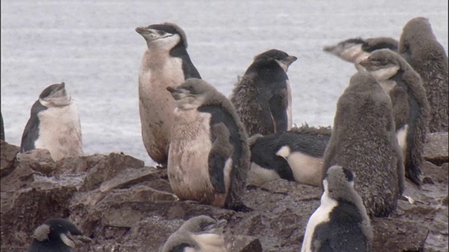 帽带企鹅(Pygoscelis antarctica)正在换羽的雏鸟在殖民地用嘴梳理羽毛——一只雏鸟烦躁不安视频素材