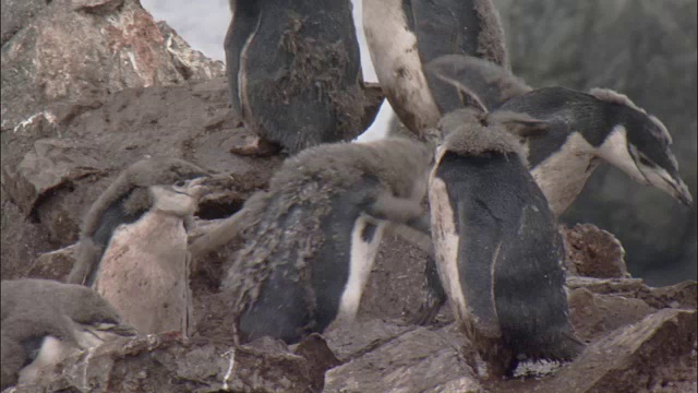 帽带企鹅(Pygoscelis antarctica)正在换羽的雏鸟在殖民地用嘴梳理羽毛——两只雏鸟激动不安视频素材