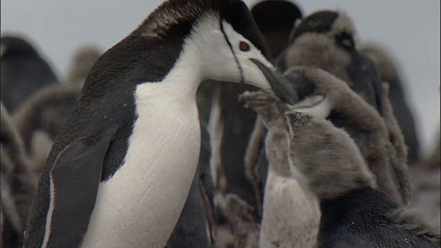 帽带企鹅(Pygoscelis antarctica)在殖民地，成年企鹅喂养换羽的雏鸟-成年企鹅和雏鸟“围栏”视频素材