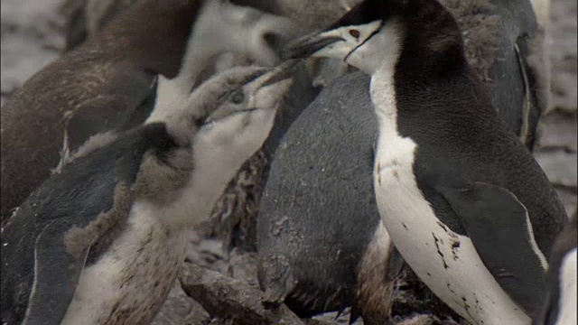 帽带企鹅(Pygoscelis antarctica)在殖民地，成年企鹅喂养换羽的雏鸟-成年企鹅和雏鸟“围栏”视频素材