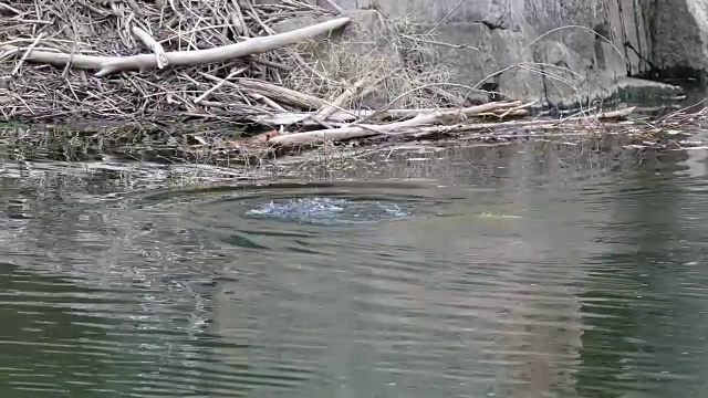 4k视频海狸游泳与柳树南普拉特河科罗拉多州视频素材