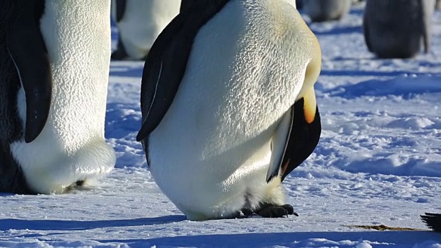 帝企鹅(Aptenodytes fosteri)在殖民地梳理视频素材