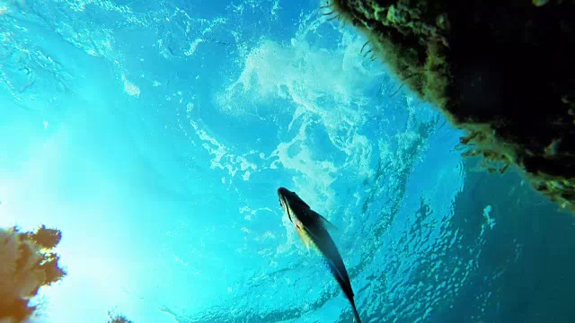 男性潜水员在海里浮潜的水下镜头视频下载