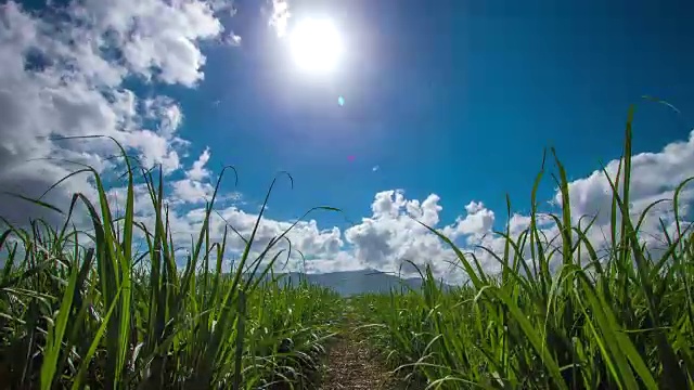 甘蔗延时视频素材