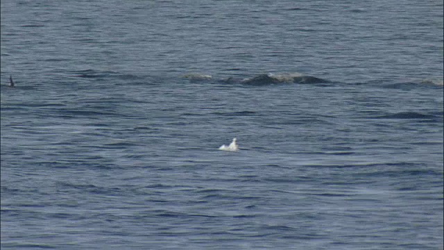 逆戟鲸(Orcinus orca)海面和潜水视频素材