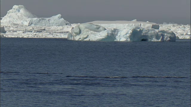 逆戟鲸(Orcinus orca)海面和潜水视频素材