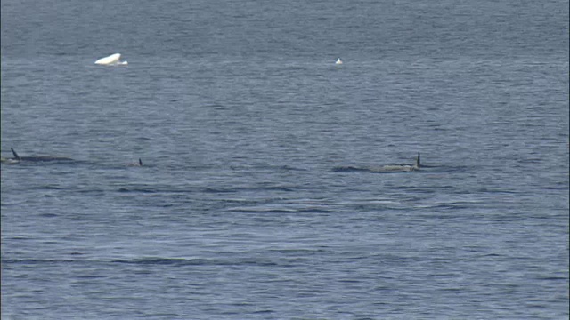 逆戟鲸(Orcinus orca)海面和潜水视频素材