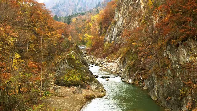 jouzankei秋叶落叶落叶枯叶峡谷丰平河视频素材