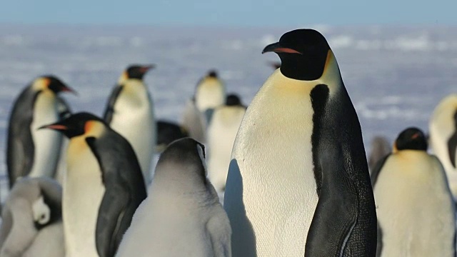 帝企鹅(Aptenodytes fosteri)在殖民地，成年企鹅和幼雏在乞讨，成年企鹅在另一只成年企鹅靠近时表现出来视频素材