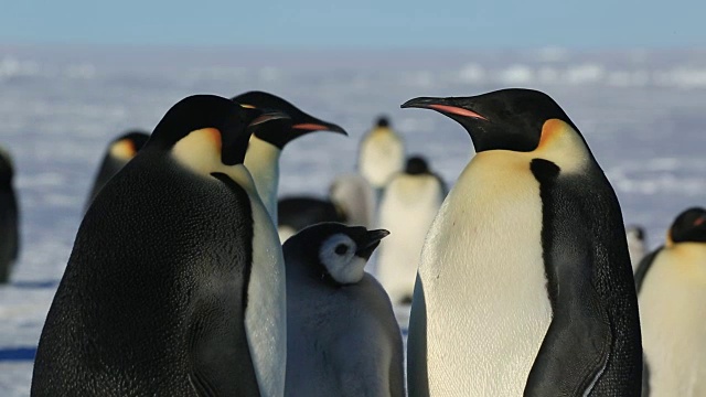 帝企鹅(Aptenodytes fosteri)在殖民地，小企鹅在乞求，成年企鹅在其他成年企鹅离开时表现出来视频素材