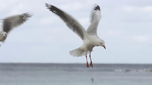 海鸥在原地飞视频素材