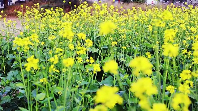 高速公路附近的芥菜田视频素材