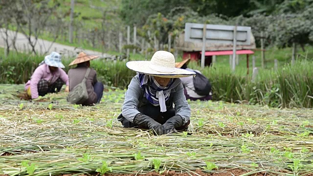 妇女农民在绿色农场种植蔬菜视频素材