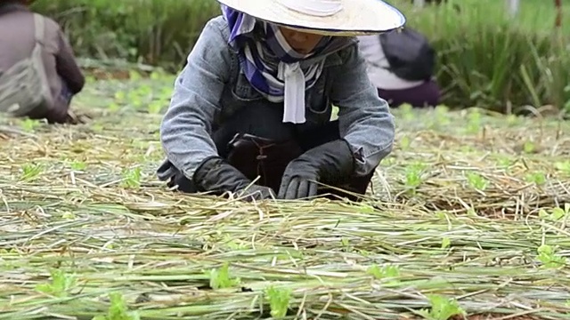 妇女农民在绿色农场种植蔬菜视频素材