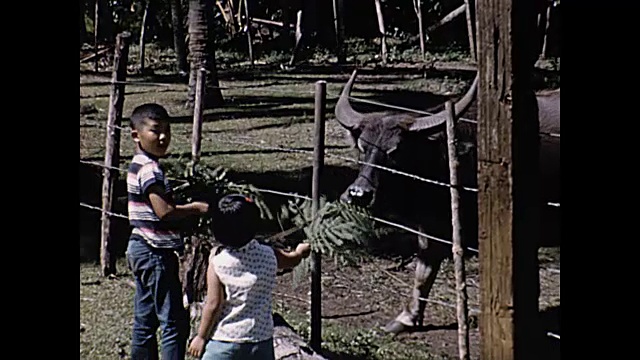 1960年夏威夷家庭电影视频素材