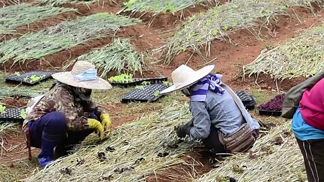 妇女农民在绿色农场种植蔬菜视频素材