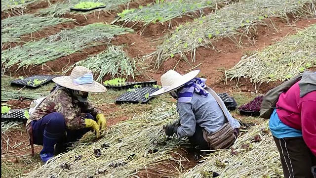 妇女农民在绿色农场种植蔬菜视频素材