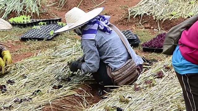 妇女农民在绿色农场种植蔬菜视频素材