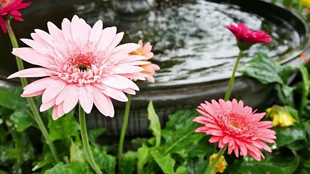 室外花园上美丽的非洲菊视频素材