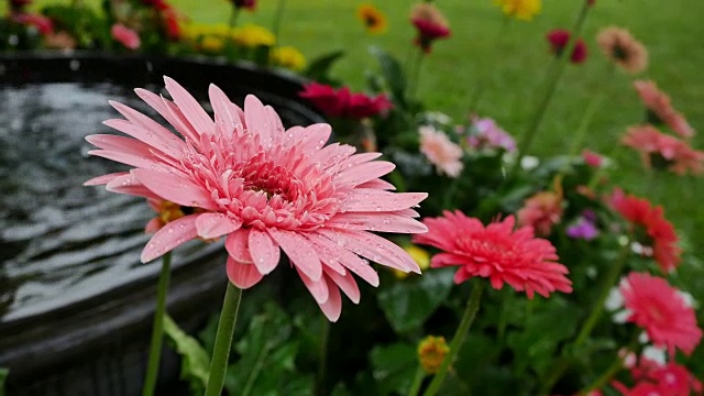 室外花园上美丽的非洲菊视频素材