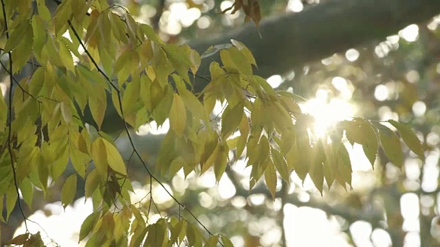 树顶视频素材