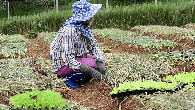 妇女农民在绿色农场种植蔬菜视频素材