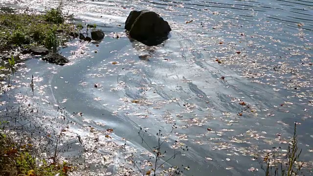 湖泊环境污染视频下载