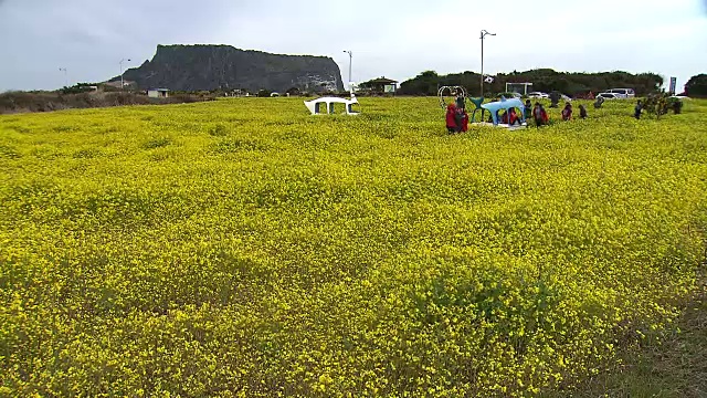 Jejudo岛(著名旅游景点)黄澄明的油菜籽油花与游客视频素材