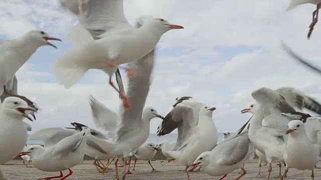 一群海鸥在飞翔视频素材