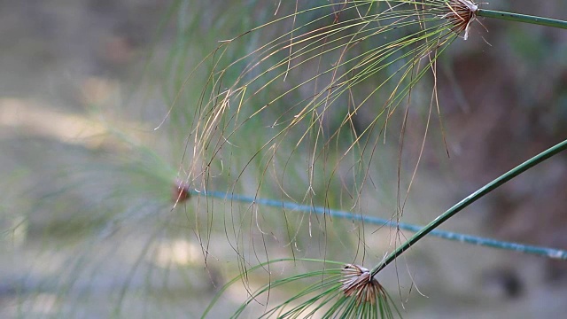 风吹草视频素材