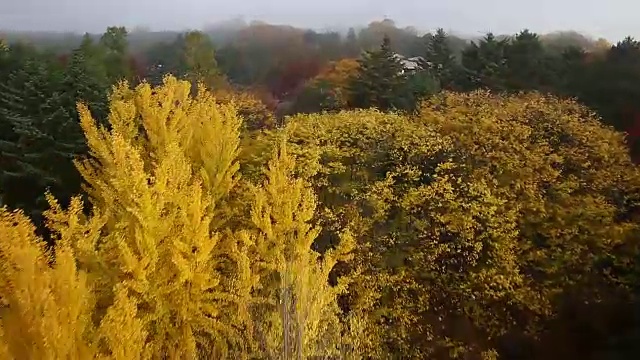 这张照片拍摄的是在秋天的纳米舍姆岛，一排黄色的银杏树视频素材