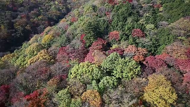 秋季白干山林区高剖面图视频素材