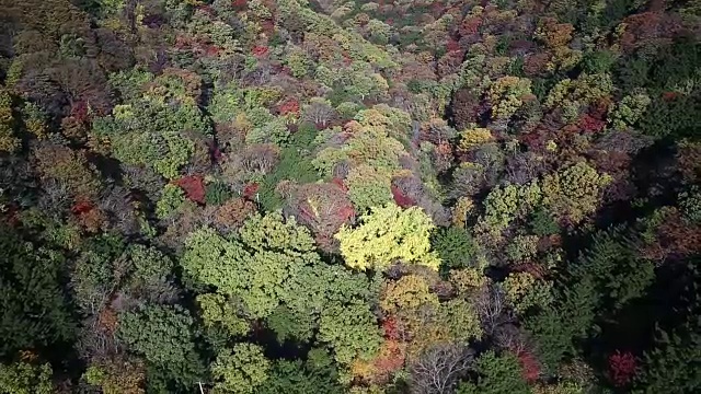 秋季白干山林区高剖面图视频素材