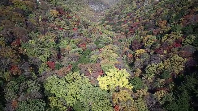 秋日白干山的树木景观视频素材