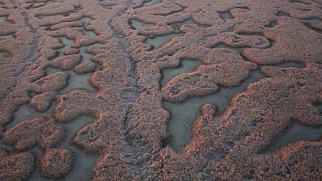 湿地高视图视频素材