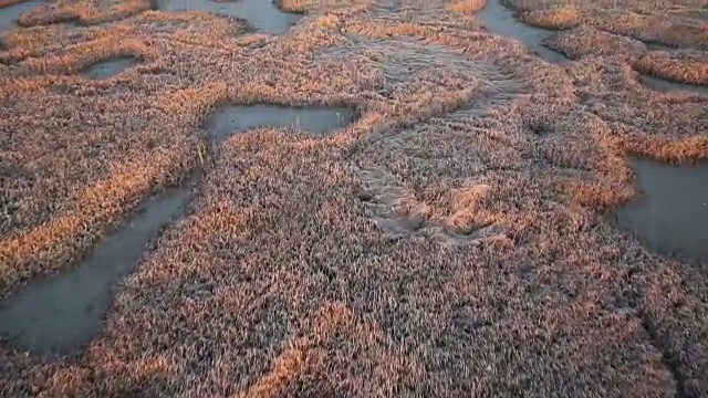 湿地高视图视频素材