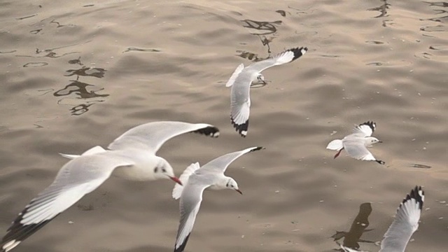 一群海鸥在海上视频素材