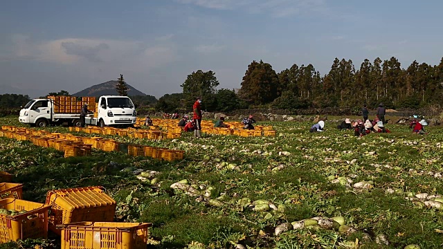 Gujwa-eup农场工人在收获萝卜视频素材