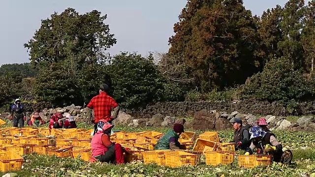 在Gujwa-eup的农场里，农场工人在收获萝卜并把萝卜放进篮子里视频素材