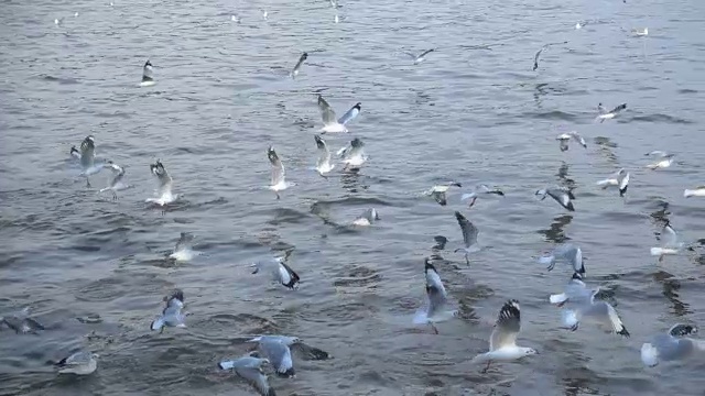 一群海鸥在海上视频素材