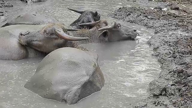 水牛在泥视频素材