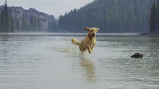 金毛猎犬在水里取了根棍子视频素材