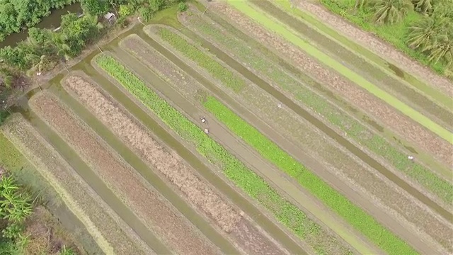 空中射击:菜园视频素材