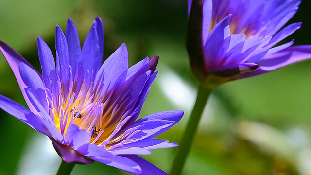 紫色的莲花视频素材