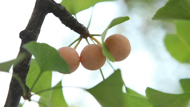 银杏的果实视频素材