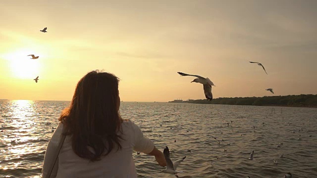 年轻女子在热带海滩上喂海鸥视频素材