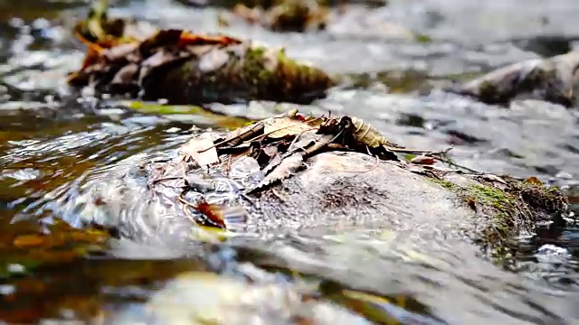 叶子漂浮在水面上。视频素材