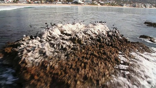 海鸥和鹈鹕在岩石上飞过海洋/拉古纳海滩，美国加州视频素材